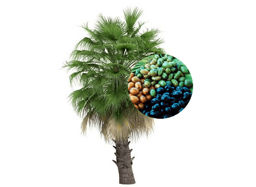 Prostamin Forte sadrži plodove palme
